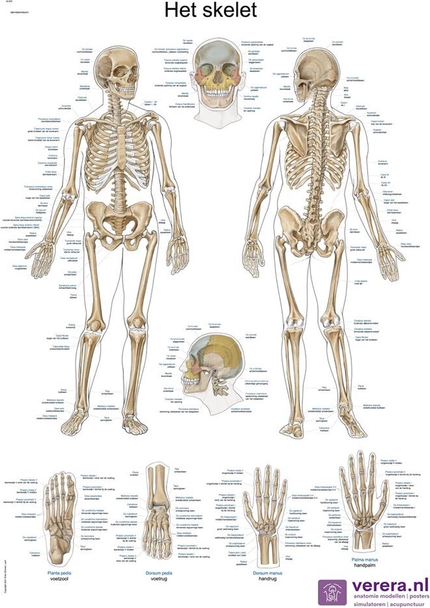 Anatomie poster skelet (Nederlands/Latijn, papier, 50x70 cm)