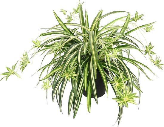 Exotenherz - Chlorophytum - Grünlilie - Brautschleppe - 9cm Topf - Zimmerpflanze