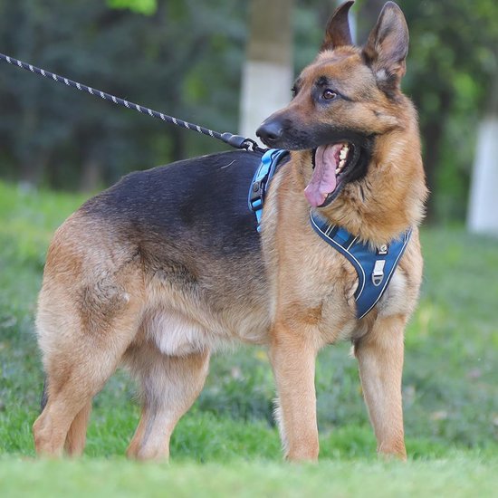 Hond Koelvest Harnas, Outdoor Puppy Cooler Jacket Reflecterend Ademend Hondenvest Compatibel Met Kleine Middelgrote Grote Honden Cdsx