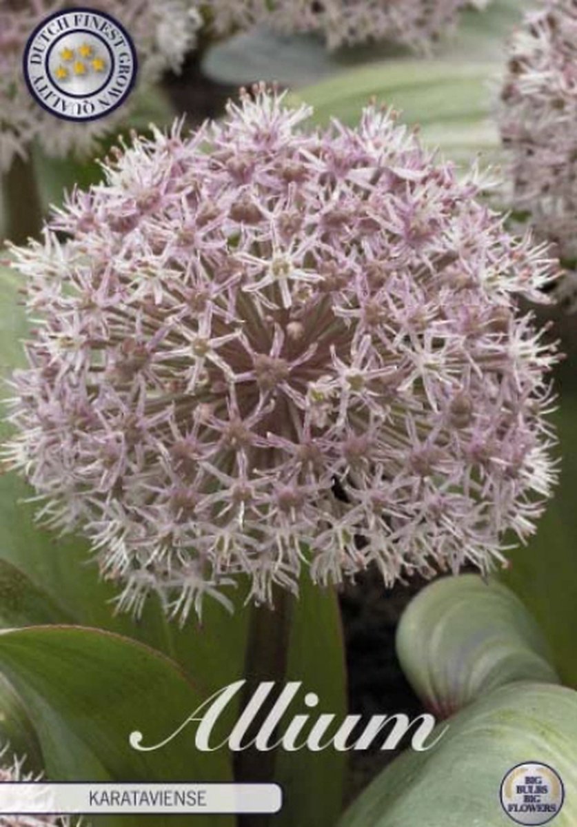 Karataviense Allium Bloembollen 5 stuks bolmaat 12/14