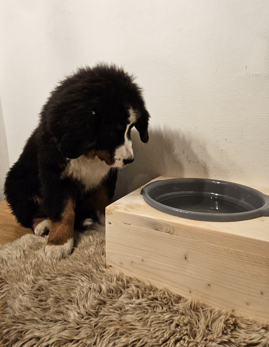 Gepersonaliseerde Drinkbak Hond steigerhout groot