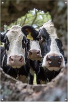 Affiche transparente - Affiches vaches - Posters de jardin Animaux - Affiche extérieur - Affiche clôture - Affiche jardin 40x60 cm