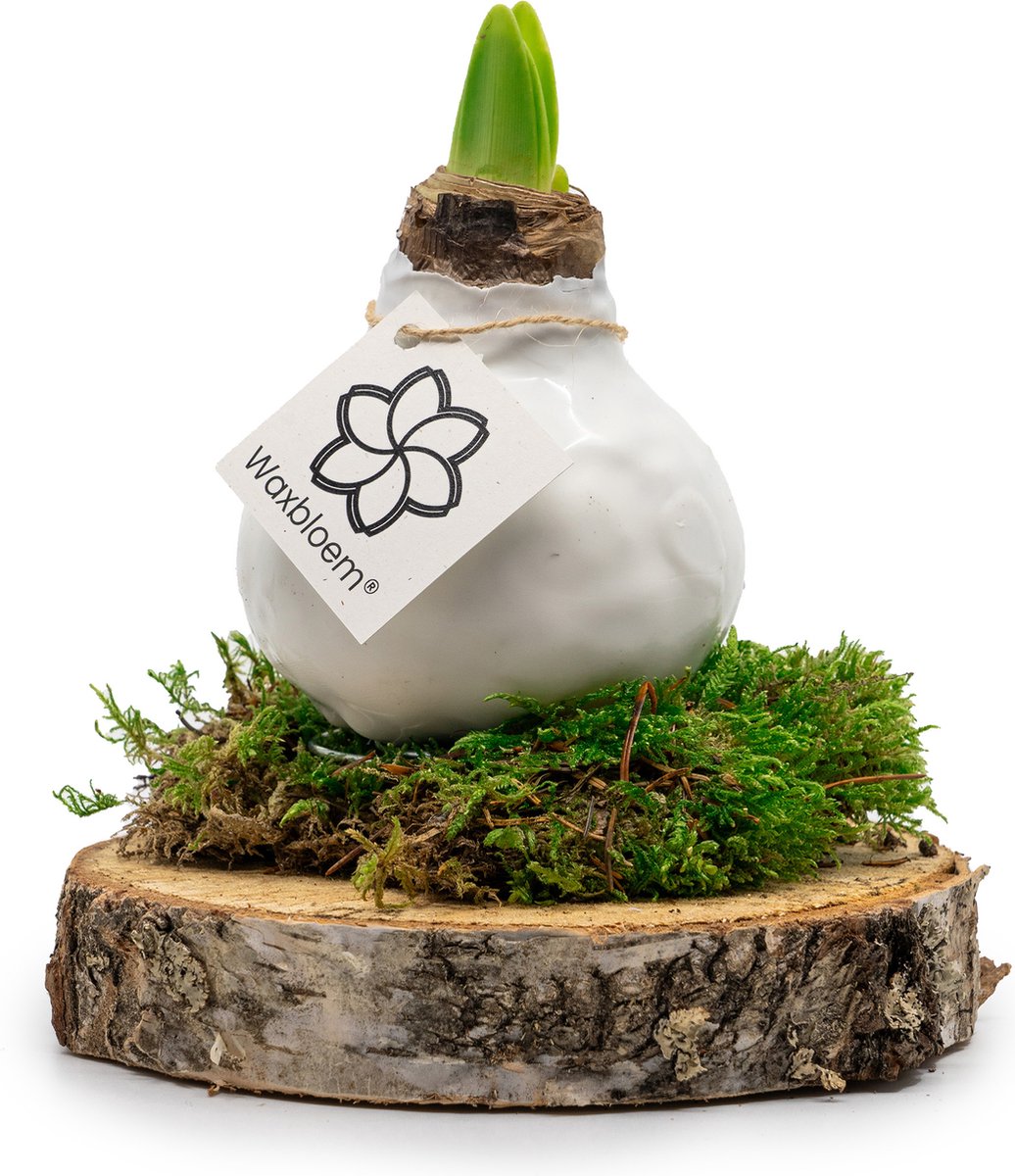 Waxbloem® | Wax Amaryllis | Wit | Op houten schijf met mos