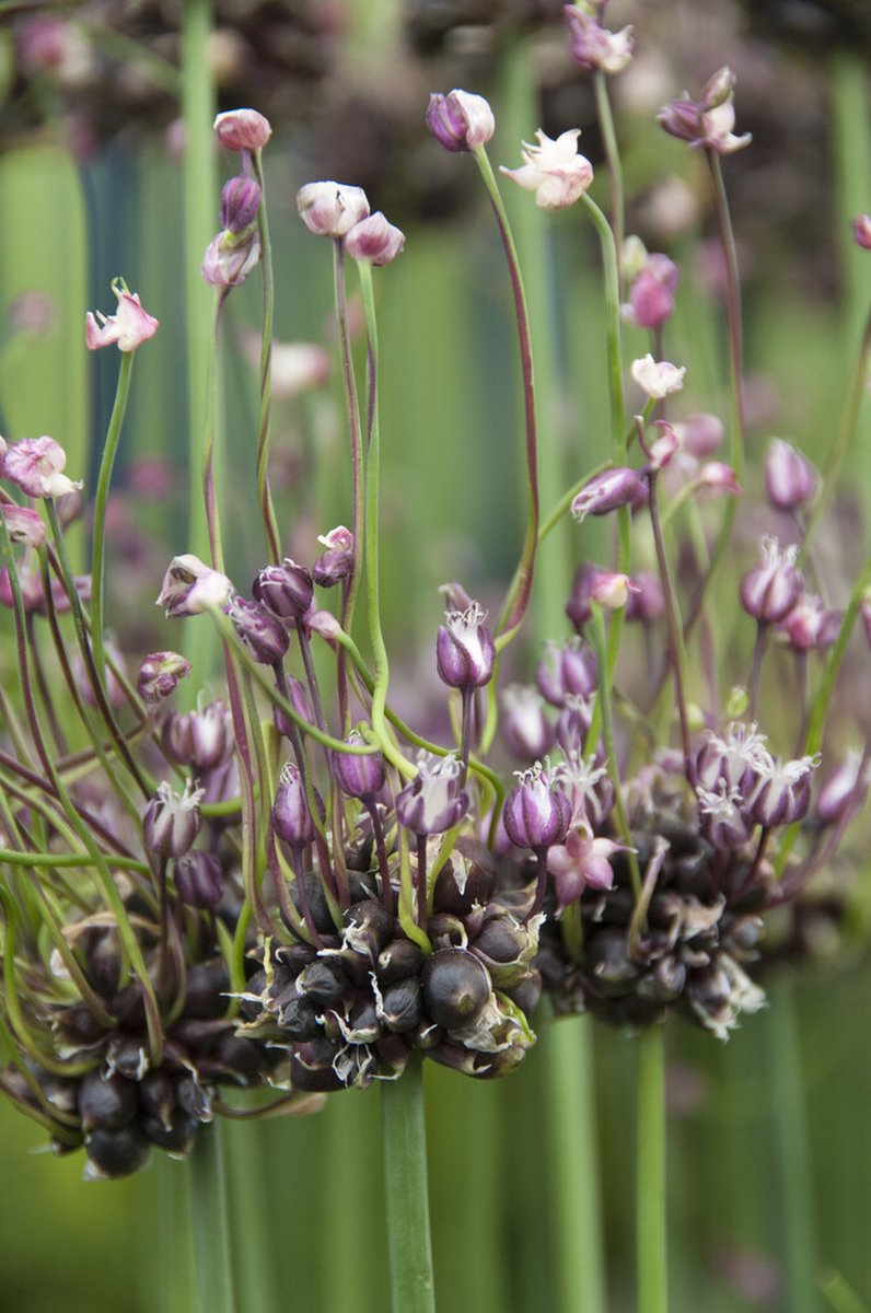 Allium Scorodoprasum Art | 15 stuks | Sierui | Alliumbol