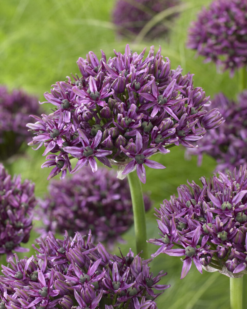 Allium Mercurius | 1 stuk(s) | Sierui | Alliumbol