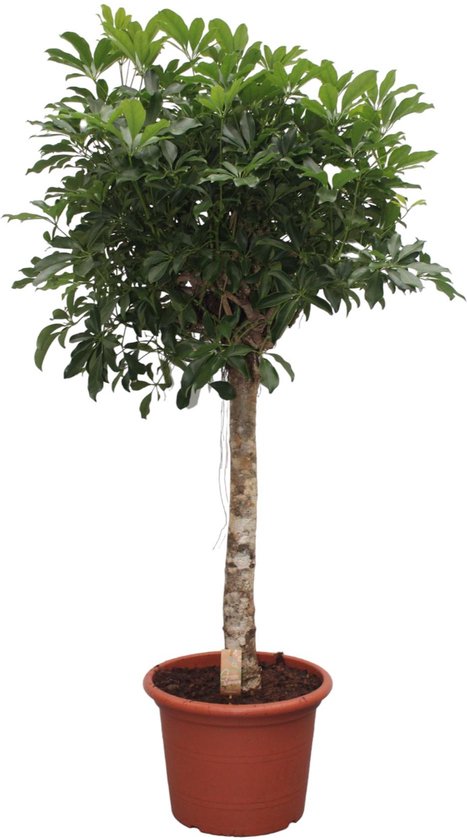 Compacte Schefflera Arboricola – Ideale Binnenboom, 175 cm hoog, ø45