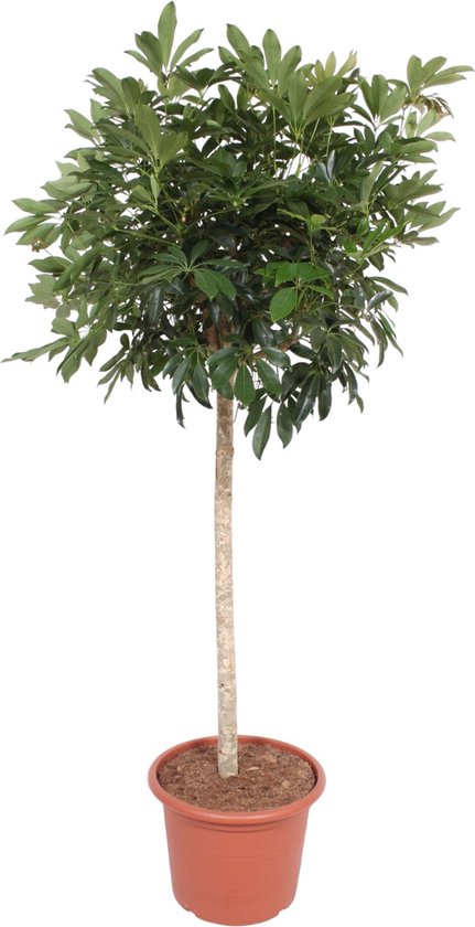 Plante d'intérieur sur tige Schefflera Arboricola Compacta, 1,9 mètres de haut, ø45