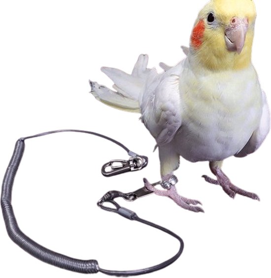 Calopsitte jaune et blanc avec une bague métallique à la cheville et une laisse en spirale.