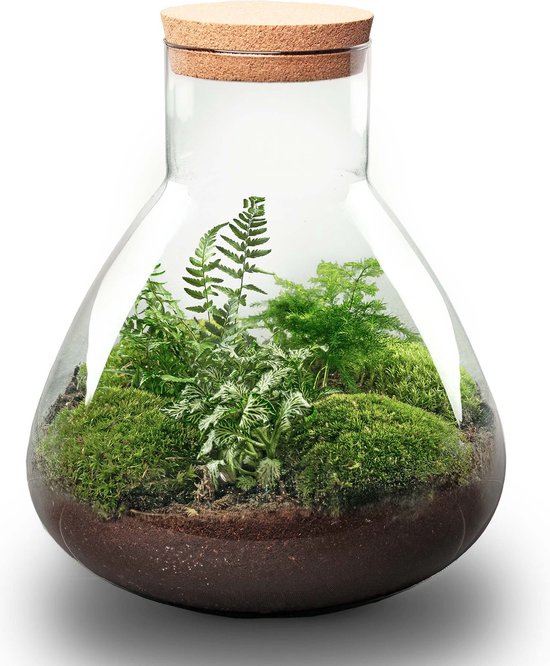 Foto: Terrarium sam xl 35 cm ecosysteem plant kamerplanten diy planten terrarium mini ecosysteem