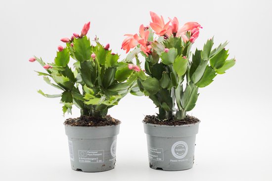 Foto: Ikhebeencactus schlumbergera lidcactus oranje prachtige bloeiende cactus kerstcactus set 2 stuks 8 5 cm pot