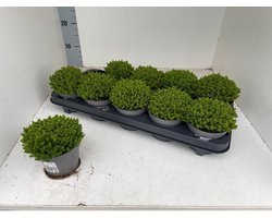 HV Plant- Hebe Green globe- 10 stuks - Winterhard - Groen -