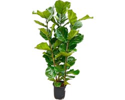 Ficus Lyrata Kamerplant – Vioolbladplant Struik - Groene vijg – 140 cm Hoog – potmaat Ø27