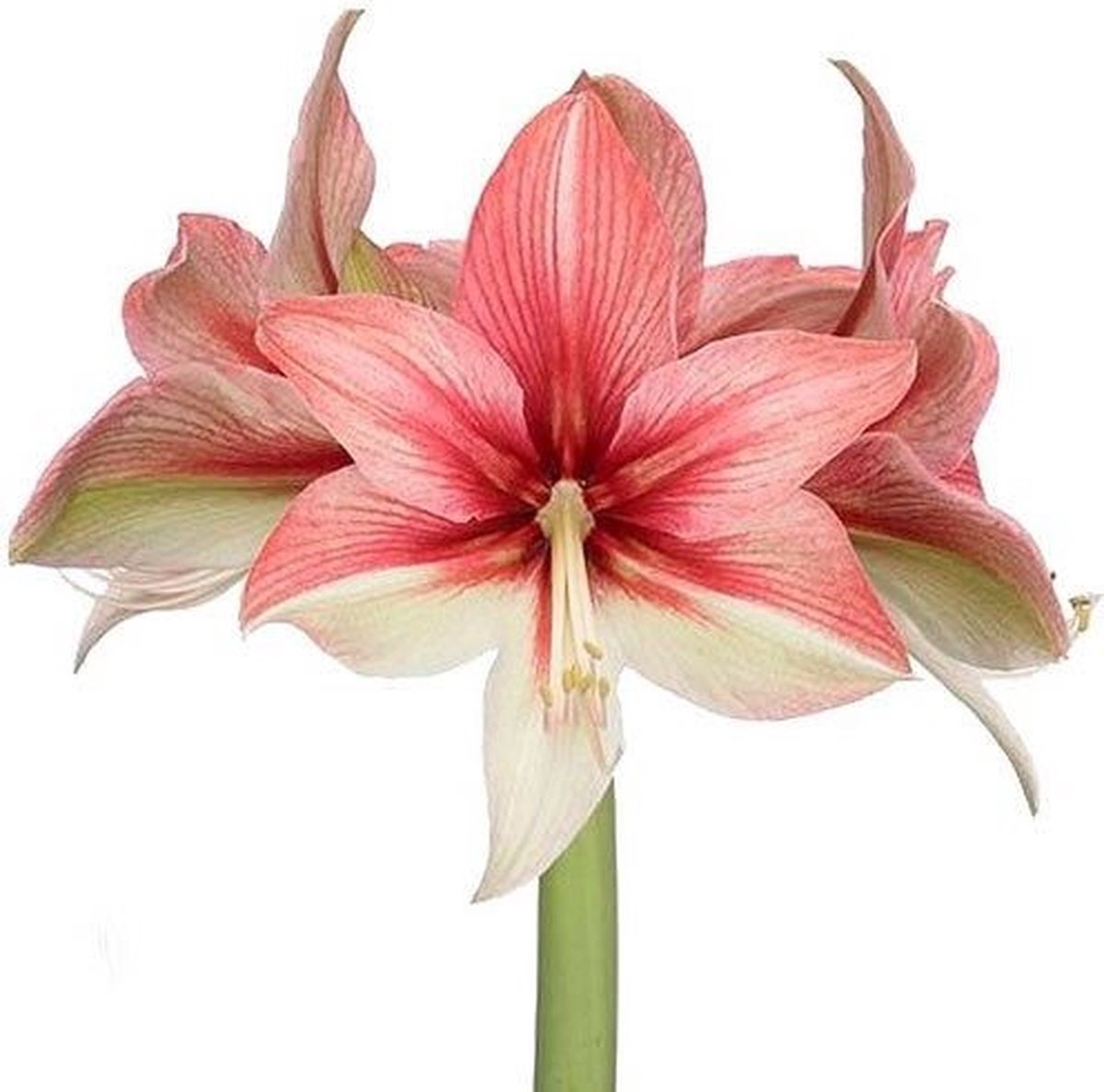 Amaryllis Pink Amazone | 1 stuk | Amaryllisbol | Hippeastrum