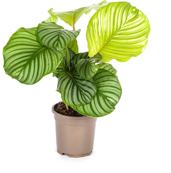 Plantenboetiek.nl | Calathea Orbifolia - Ø17cm - 40-50cm hoog - Kamerplant - Groenblijvend