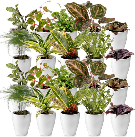 Planten Terrarium - Bonsai Biodome - • Bonsai En Mini Plantjes• 25 Cm ↥ 28 Cm