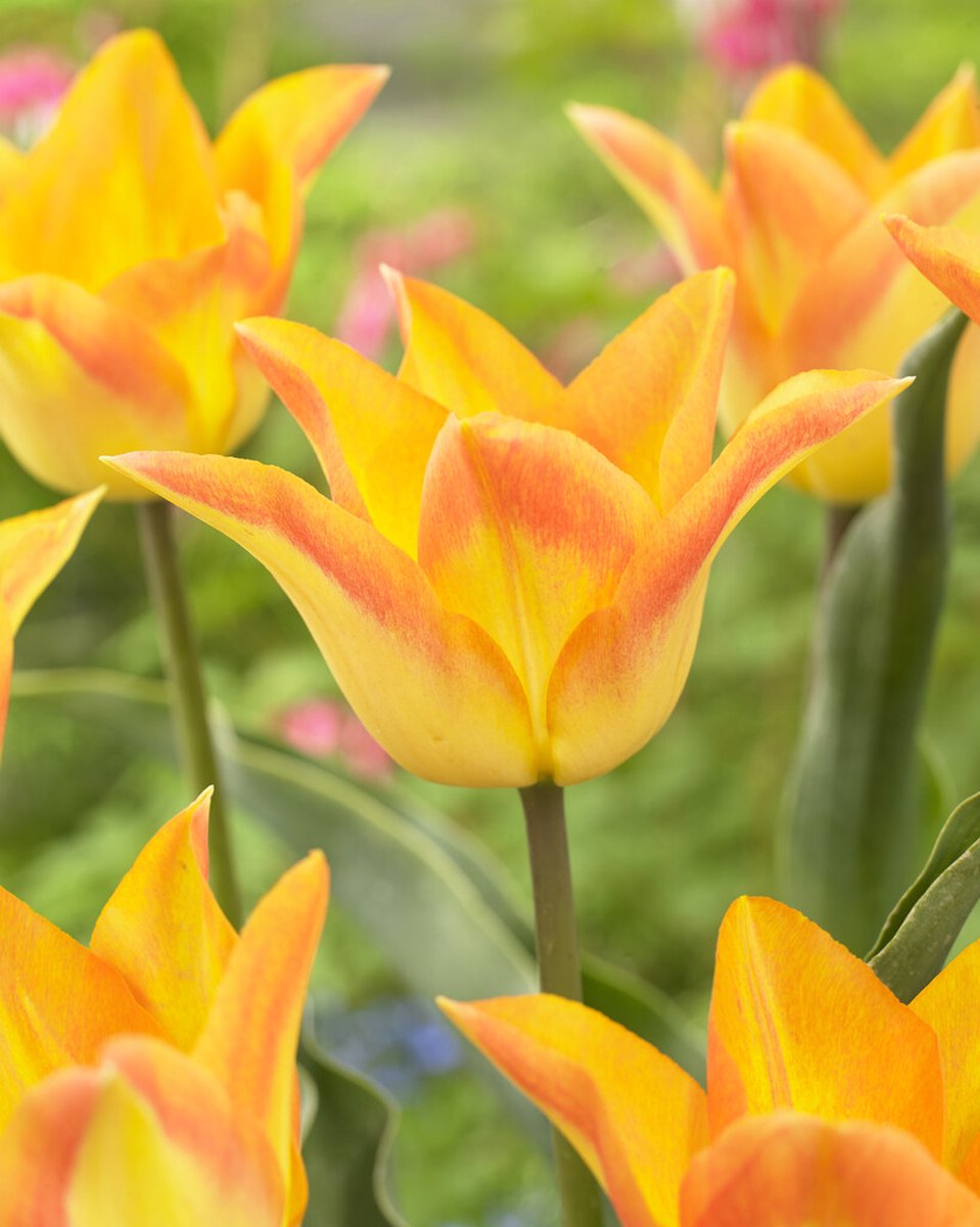 Tulipa Moonblush | 10 stuks | Tulpenbollen