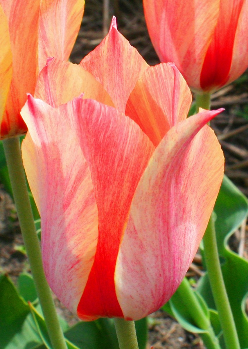 Tulp Temple of Flames | 10 stuks | Tulpenbollen