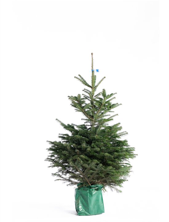 Echte Nordmann kerstboom - Abies nordmanniana pot gedrukt 150-175 cm incl. pot