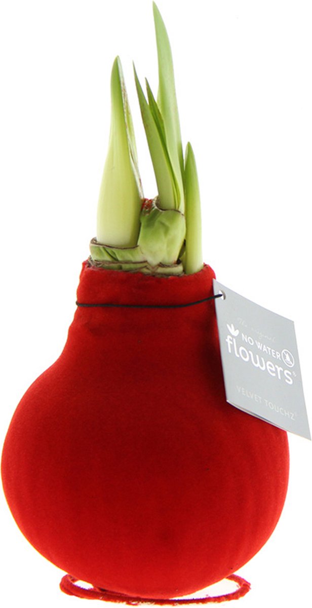 Bloomique - Amaryllis Bol in Wax - Rode Fluwele Coating - Bloembol - No Water Flowers - Kerstversiering - Hoogte 15-25 cm bij Levering - Groeit tot 40-60 cm - 10 cm diameter