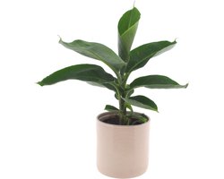 Bananenplant | 30cm | met gebroken witte keramieken pot