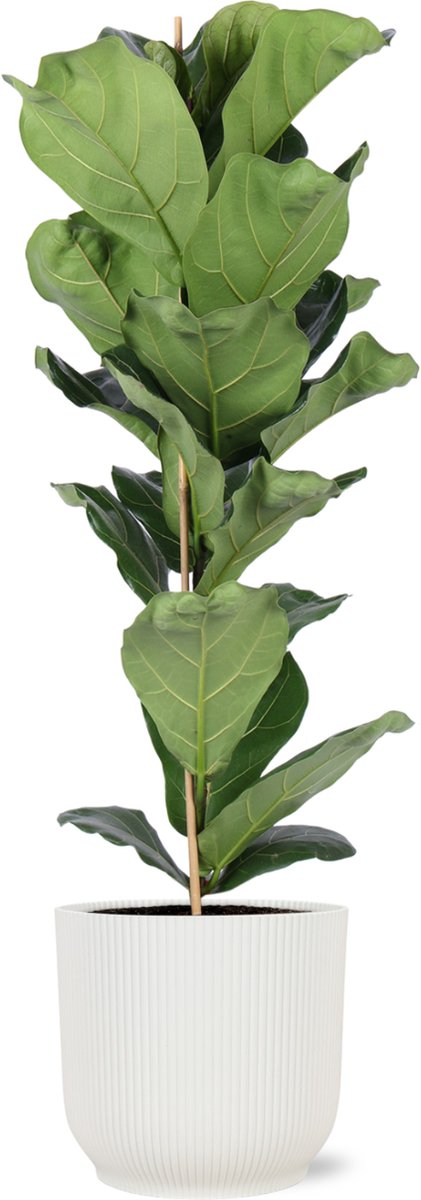 Green Harmony | Ficus Lyrata - Ø21cm - 90cm in Vibes WIT pot