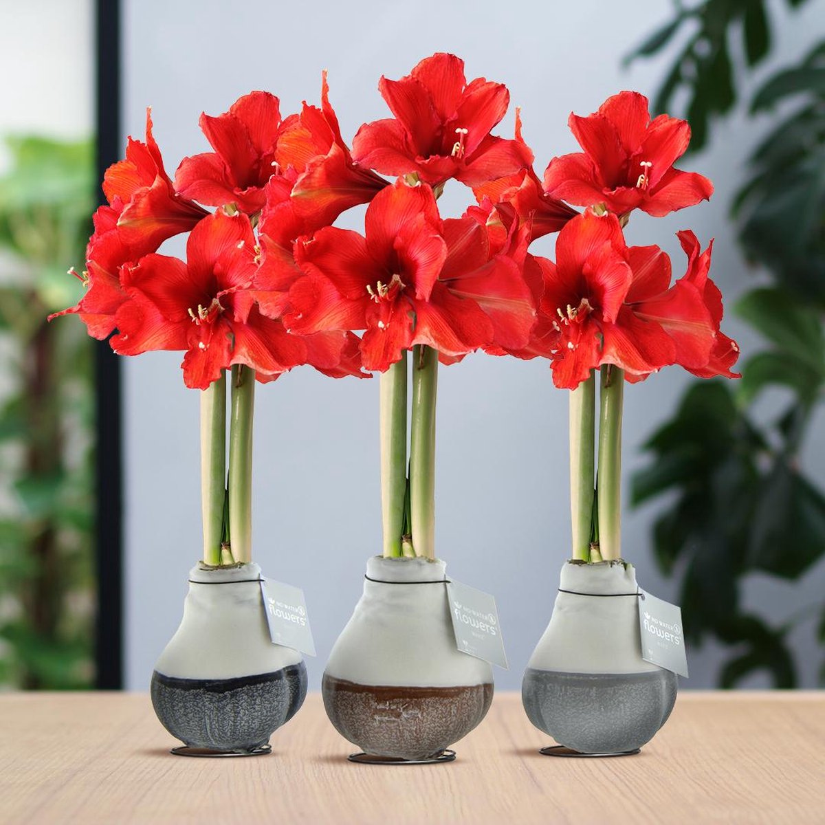 Green Harmony | (wax amaryllis) | Waxz® Dipz Mix (3 pack) + Red flower