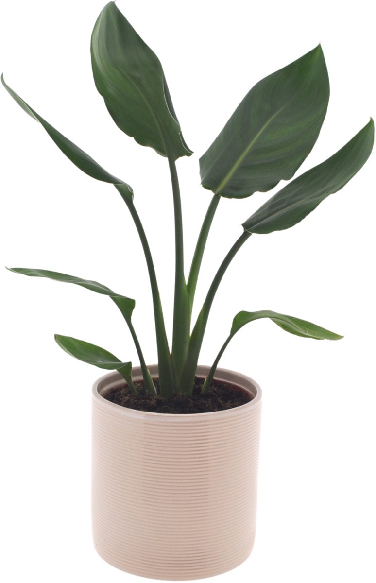 Strelitzia | Paradijsvogelplant | 35cm | Off white keramieken pot