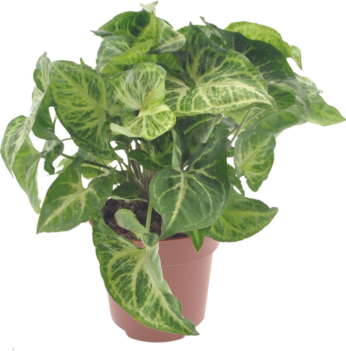 Syngonium | Arrow | 30cm