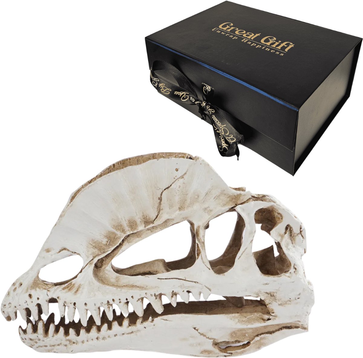 GreatGift - Dilophosaurus Schedel - Replica – Zeer Realistisch – 18 cm – In Luxe geschenkverpakking - Gemaakt van Polyresin Hars - Geschikt voor jong en Oud - Educatief