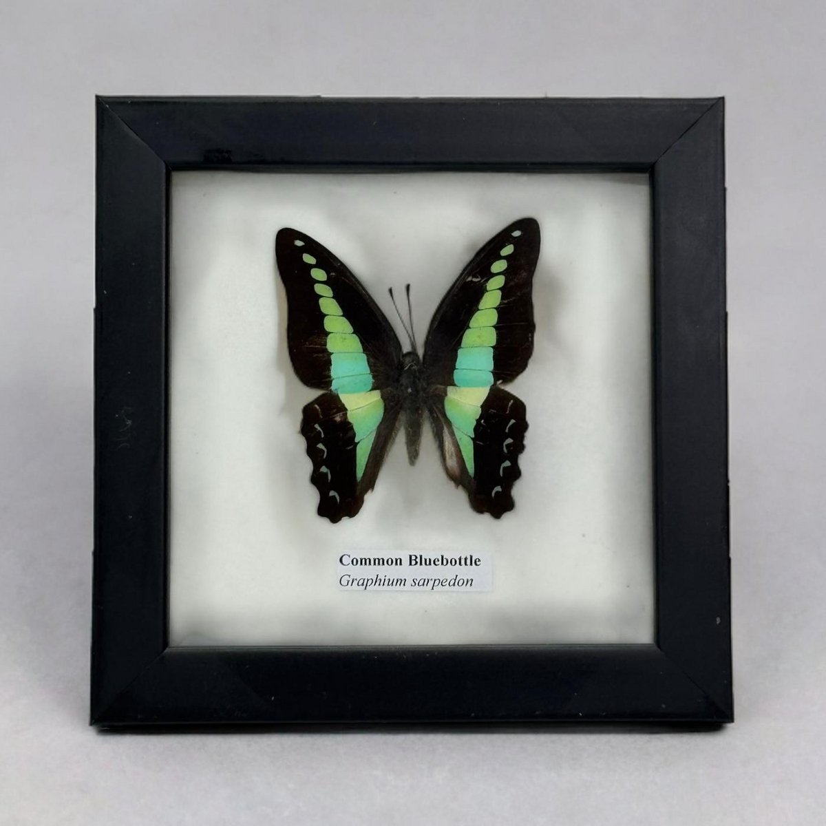 Common bluebottle vlinder in lijst 12,5x12,5 cm