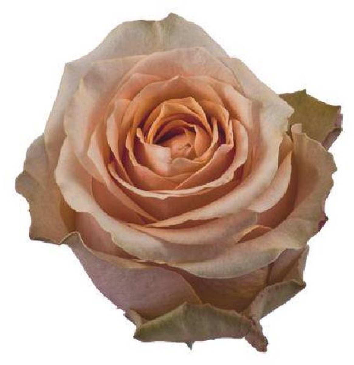 25x Rosa nectarine 50cm
