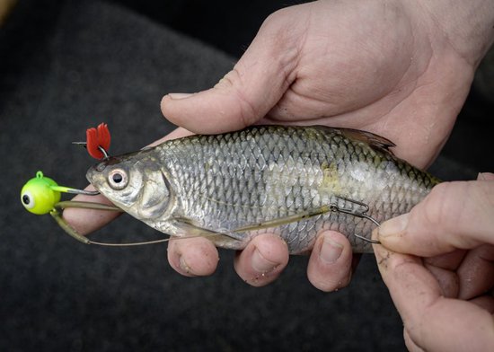 Claw Hook Camouflage Quantum Mr. Pike van Quantum — afbeelding 3
