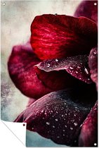Dieprode roos met dauwdruppels - Roos tuinprints - Tuinschilderij waterdruppels - Hyperrealisme - Buitenmuurposter - Tuin poster - Tuinposter 30x45 cm