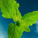 Heldere, groene muntblaadjes tegen een levendige blauwe hemel.