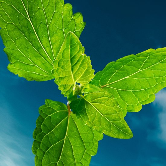 Heldere, groene muntblaadjes tegen een levendige blauwe hemel.