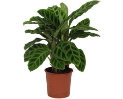 Calathea zebrina - Hoogte 30cm - Pot 14cm