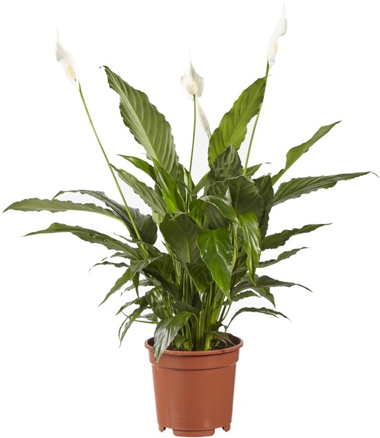 Lepelplant Spathiphyllum Vivaldi - Hoogte 70cm - Pot 17cm