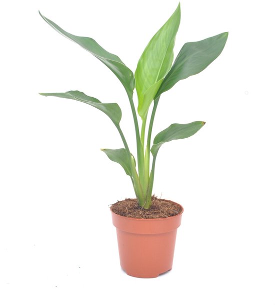 Strelitzia reginae - Hoogte 40cm - Pot 12cm