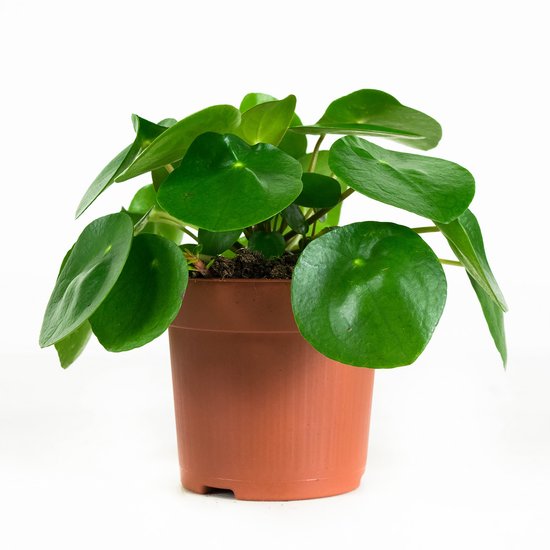 Pilea peperomioides - Hoogte 20cm - Pot 12cm