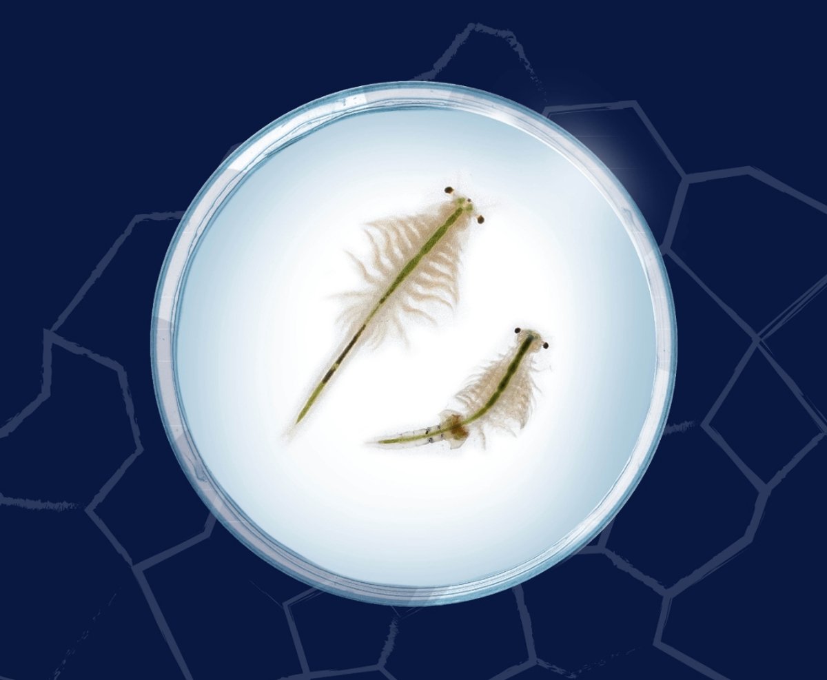 KOSMOS Saltwater Creatures - Experimenteerset - Kweek Je Eigen Pekelkreeftjes - Complete Kweekset met Aquarium, Vergrootglas en Decoratie - Ontdek Levend Waterleven - STEM Speelgoed - Vanaf 8 Jaa — afbeelding 4