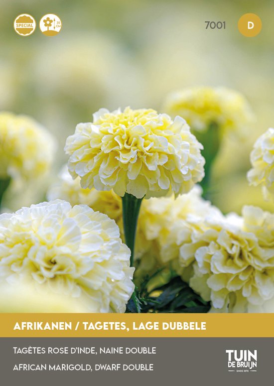 Afrikaantjes Zaden Eskimo – Tagetes Erecta Nana – ±100 Zaden – Lage Dubbele Witte Bloemen – Zomerbloeier – Voor Tuin, Balkon en Terras – 0,4 Gram