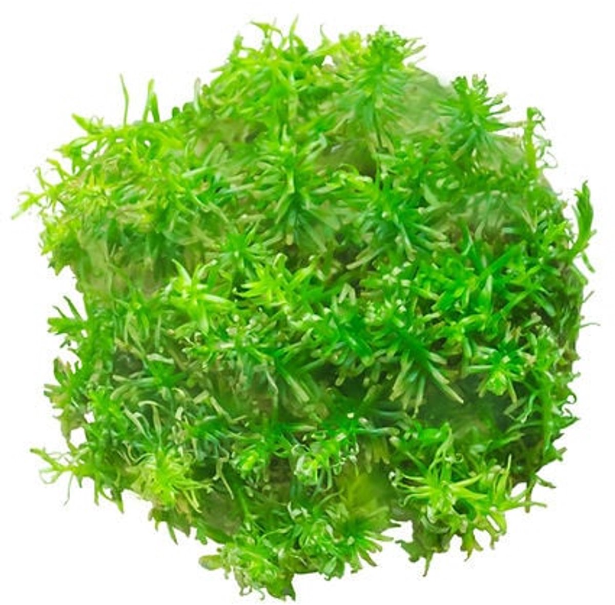 Aquaflora Rotala Species Nanjenshan | In Bos met Loodje