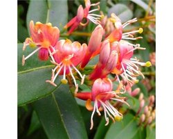 3 x Groenblijvende Kamperfoelie Henryi (Lonicera): 3 halen/2 betalen - 3 stuks Klimplanten | Rood - Groenblijvend / Wintergroen en Winterhard | 3 x 1,5 liter pot