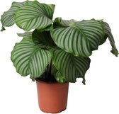 Palmier Dattier Des Canaries (Phoenix Canariensis) - Plante Exotique De 75 Cm, Pot 15 Cm - Pour Intérieur/extérieur - 8
