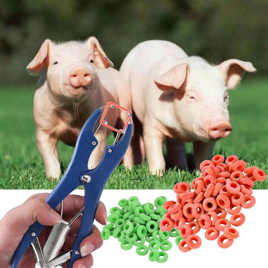 Pinza Elastrator + 100 Anillos Para Castrar Descolar Ovinos