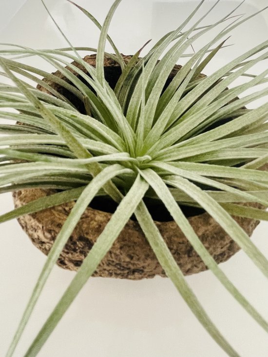 Set van 3 kwallen luchtplanten – witte Alfonso zee-egels met Tillandsia – handgemaakte hangdecoratie – planten zonder pot – natuurlijke woonaccessoire – Trendyairplants Set van 3 kwallen luchtplanten – witte Alfonso zee-egels met Tillandsia – handgemaakte hangdecoratie – planten zonder pot – natuurlijke woonaccessoire – Trendyairplants