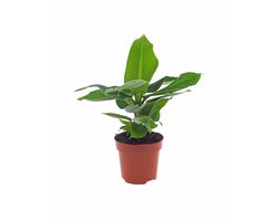 Bananenplant | Musa | 30cm