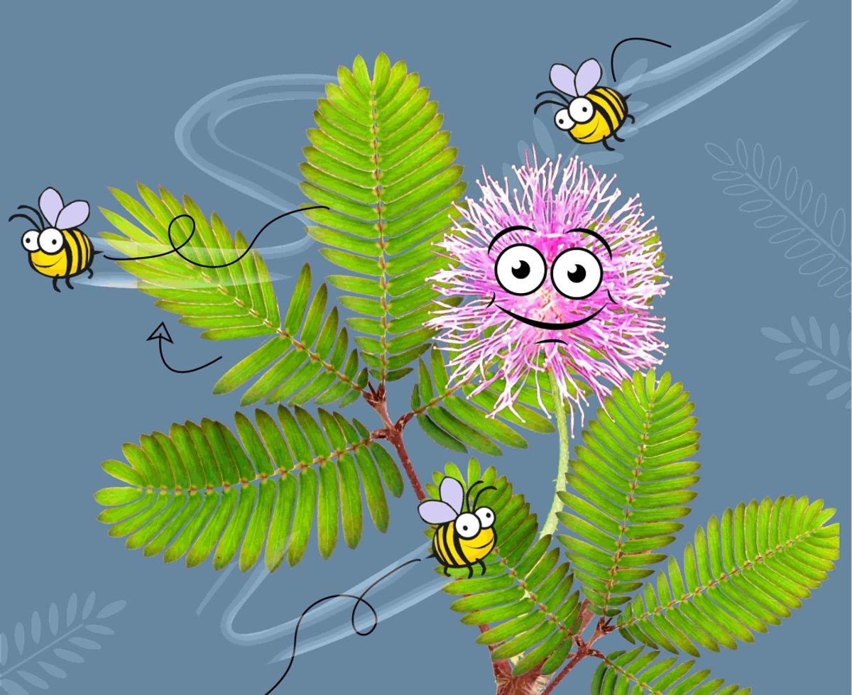 KOSMOS Mimosa Garden - Experimenteerset - Kweek Je Eigen Gevoelige Mimosa Planten - Mini Kas Inclusief Zaden - Ontdek Hoe Planten Reageren op Aanraking - STEM Speelgoed - Vanaf 6 Jaar — cadeau in Spellen & Speelgoed - foto 8