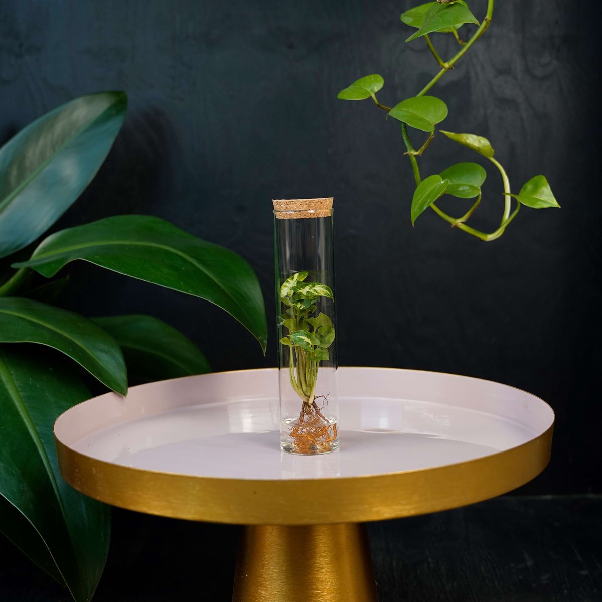 Tubes | plant in glas | Syngonium Pixie