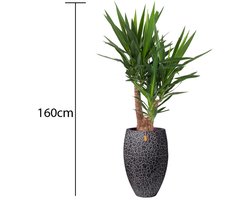Yucca - In Capi pot Antraciet - c.a. 160 cm hoog - Interieurbeplanting